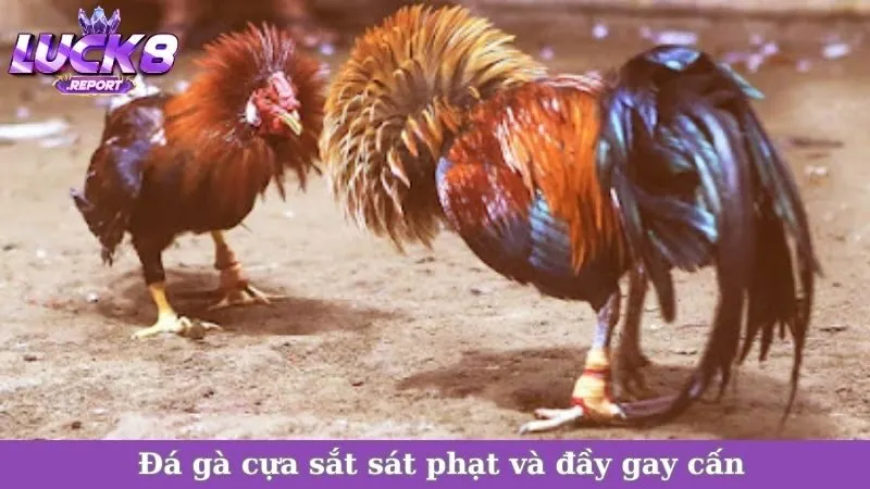 Đá gà cựa sắt sát phạt và đầy gay cấn